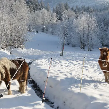 Etoile Des Neiges *